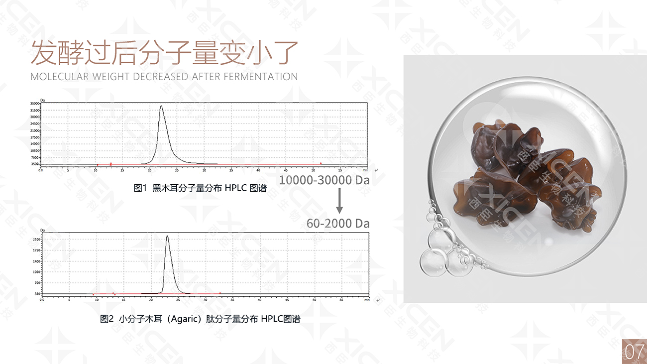 小分子木耳（Agaric）肽-PPT-源文件(1)-9.jpg
